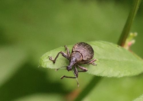 Liophloeus tessulatus